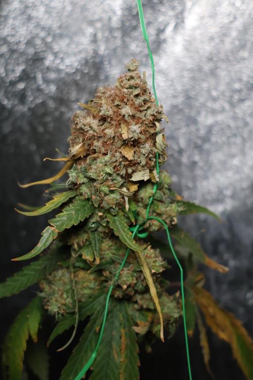 Grandmommy Purple. Week 16