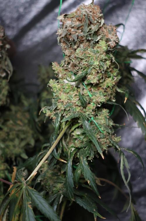 Chocobang fem. Week 16