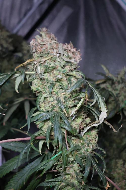 Chocobang fem. Week 16