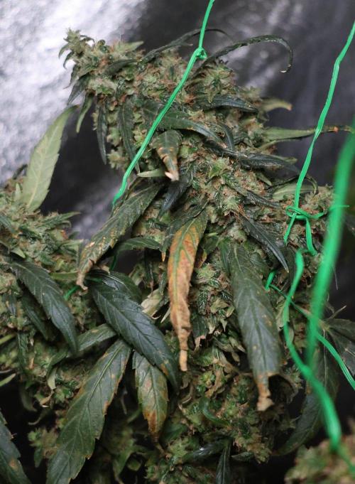 Chocobang fem. Week 16