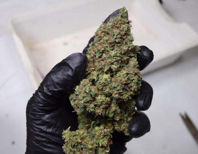 Grandmommy Purple. Week 17