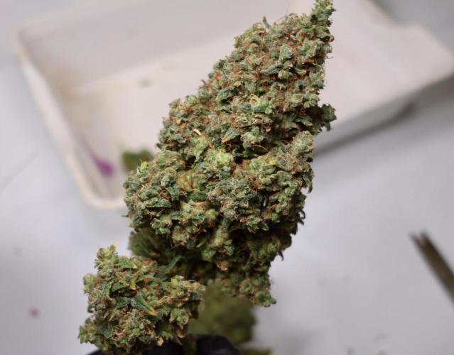 Grandmommy Purple. Week 17
