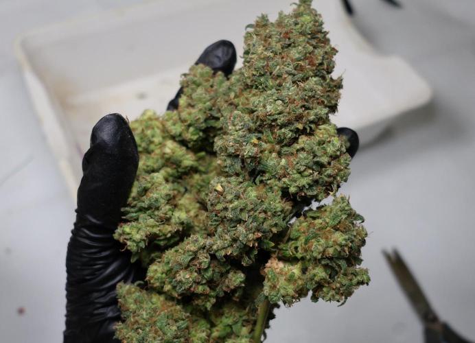 Grandmommy Purple. Week 17