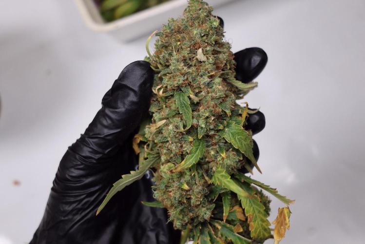 Grandmommy Purple. Week 17