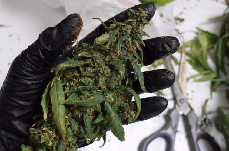 Chocobang fem. Week 17