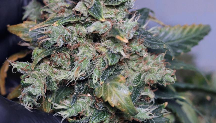 Kees Old School Haze Regular. Week 17