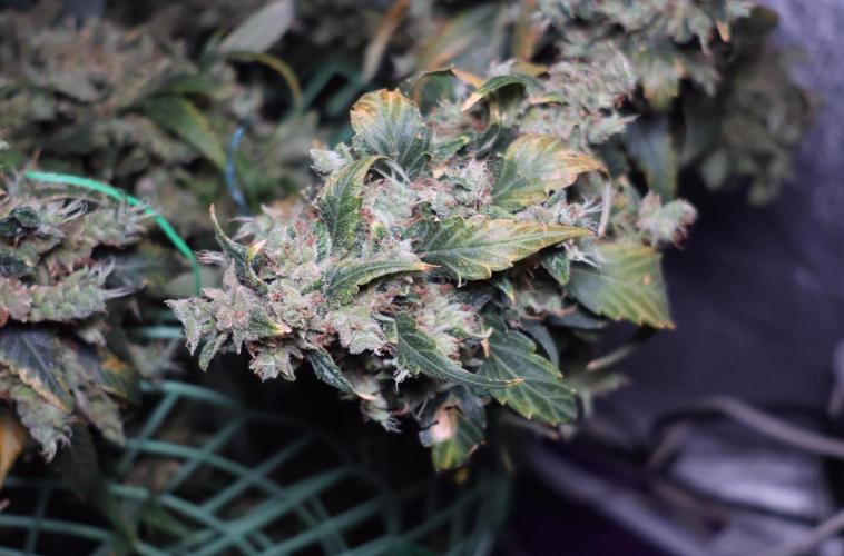 Kees Old School Haze Regular. Week 17