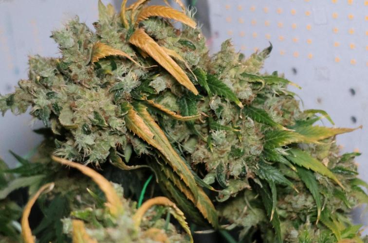 Kees Old School Haze Regular. Week 17