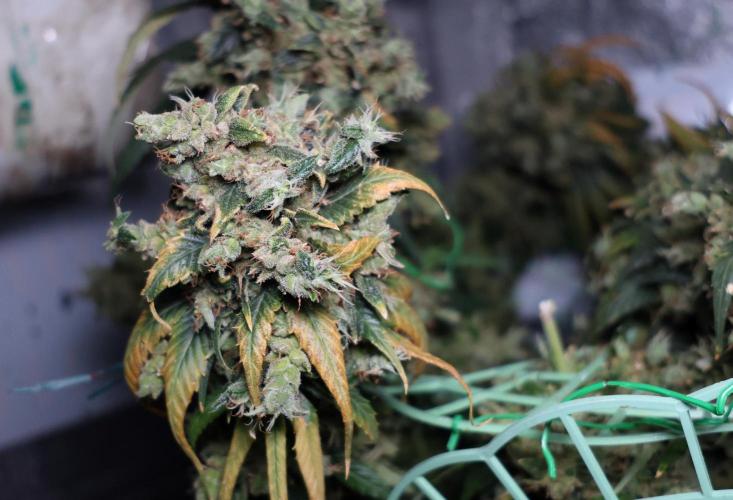 Kees Old School Haze Regular. Week 17