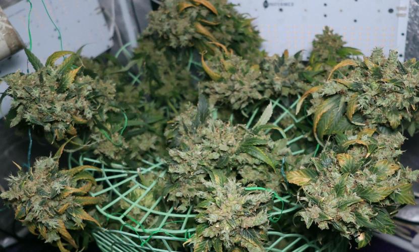 Kees Old School Haze Regular. Week 17