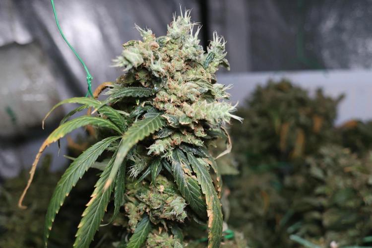 Kees Old School Haze Regular. Week 18