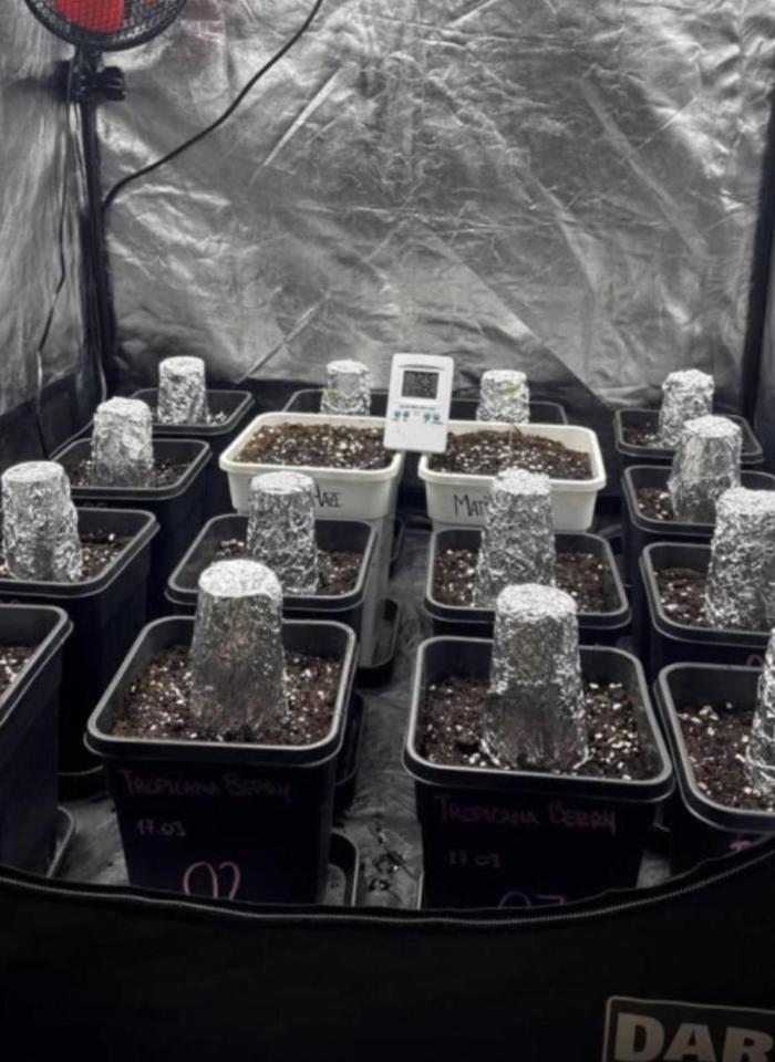 Tropicana BERRY  TNF. Week 0 - Vamosss 
