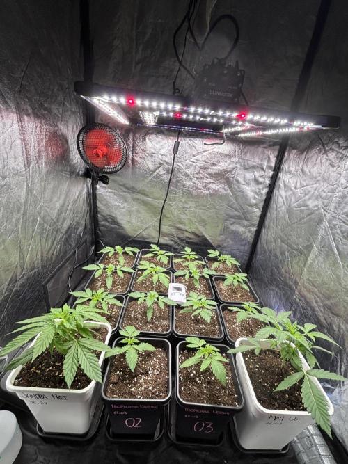 Tropicana BERRY  TNF. Week 1