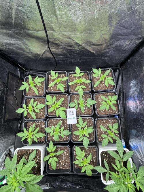 Tropicana BERRY  TNF. Week 1