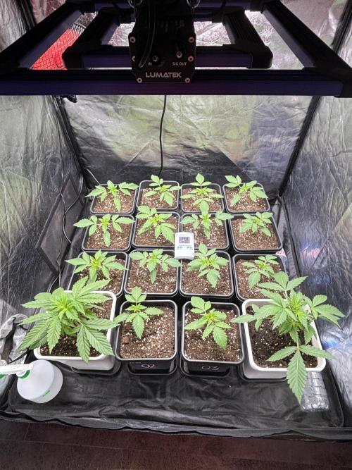 Tropicana BERRY  TNF. Week 1