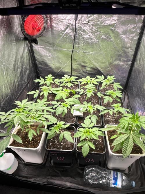 Tropicana BERRY  TNF. Week 2