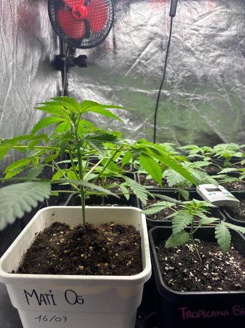 Tropicana BERRY  TNF. Week 2 - Auto fast buds 
