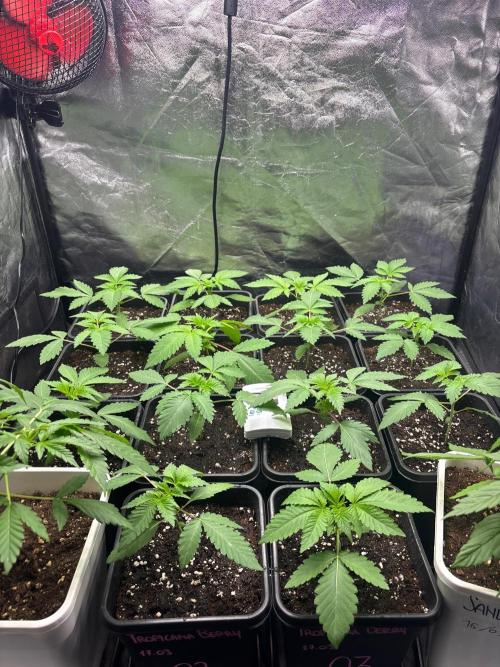 Tropicana BERRY  TNF. Week 2