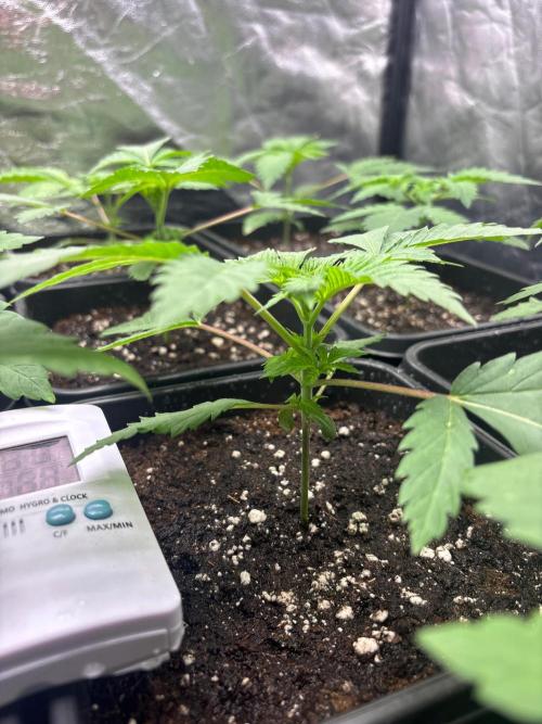 Tropicana BERRY  TNF. Week 2