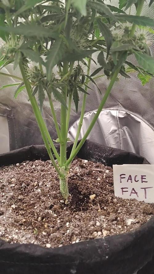 Face Fat Auto