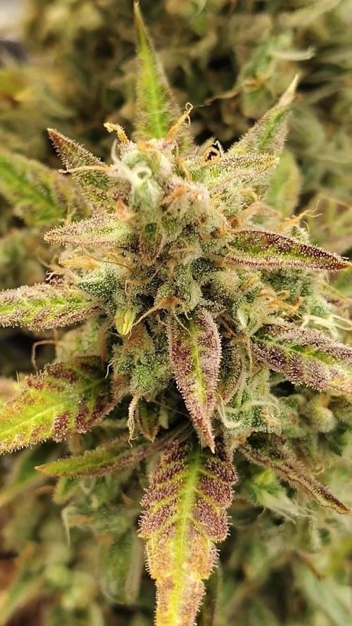 Face Fat Auto
