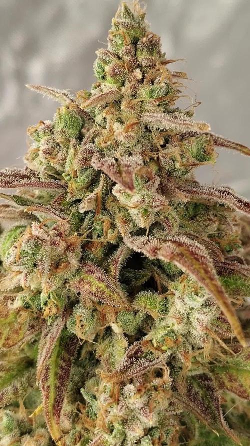 Face Fat Auto