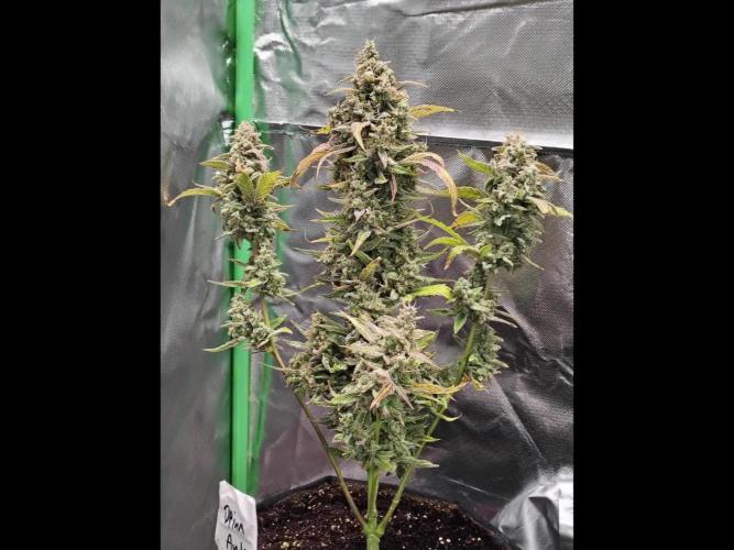 Face Fat Auto