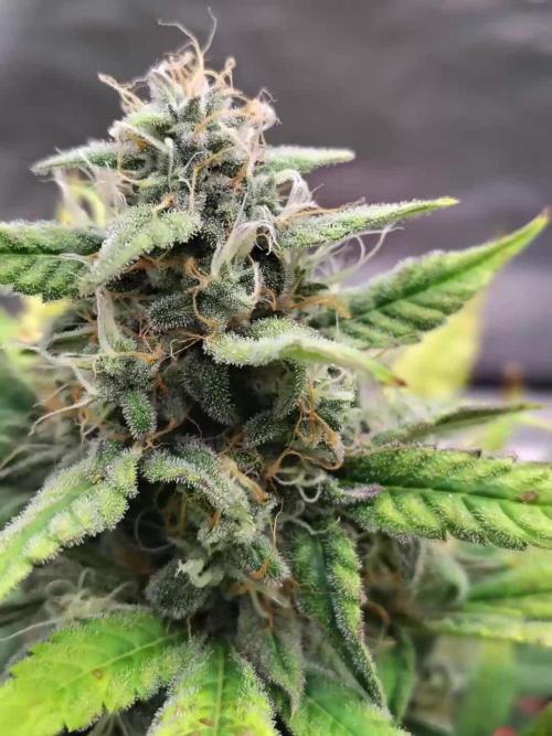 Face Fat Auto