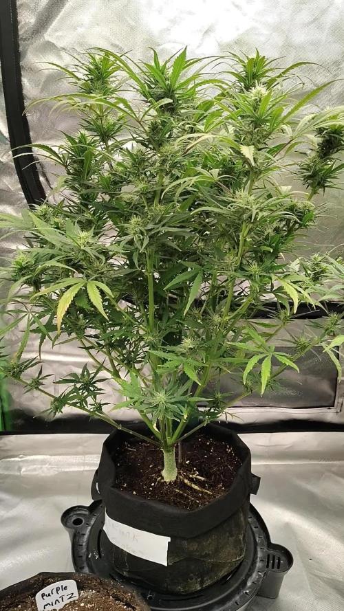 Skunk Monkey
