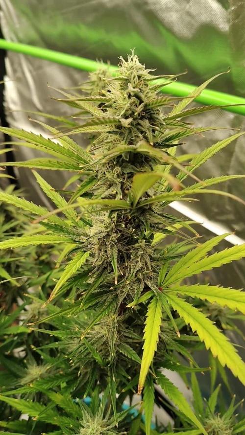 Skunk Monkey
