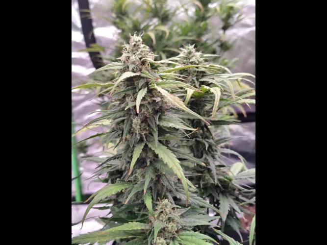 Skunk Monkey