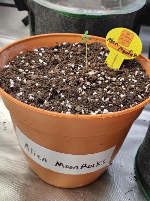 Alien Moonrocks. Week 1