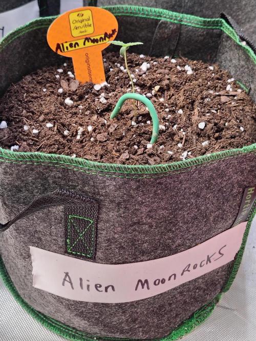 Alien Moonrocks. Week 1