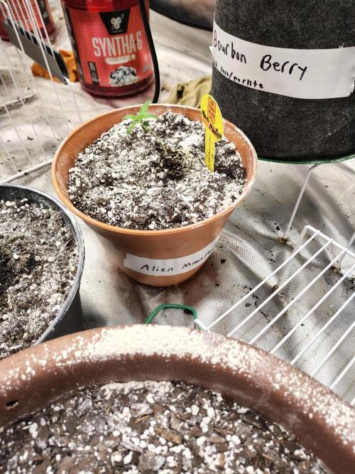 Alien Moonrocks. Week 1