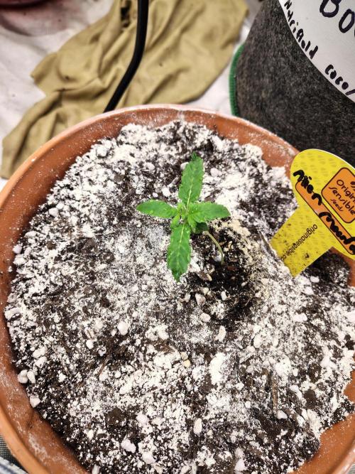 Alien Moonrocks. Week 1