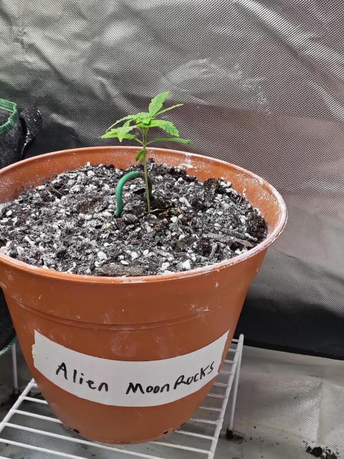 Alien Moonrocks. Week 2