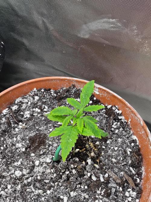 Alien Moonrocks. Week 2