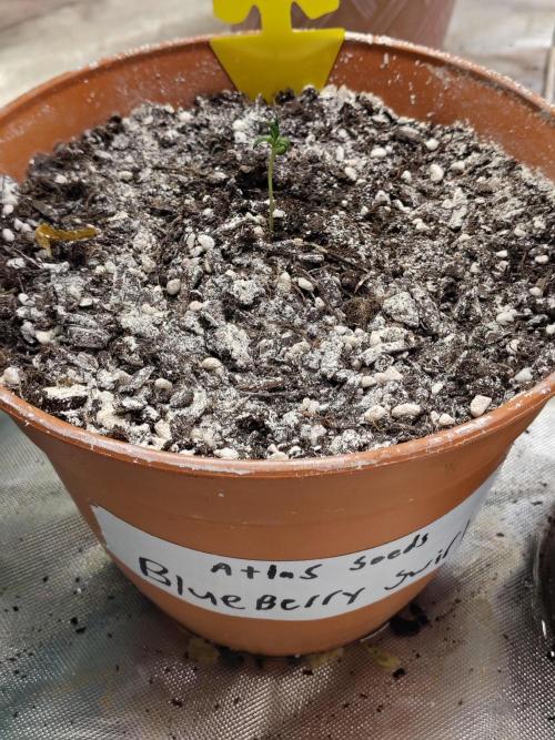 Blueberry Swirl. Week 1