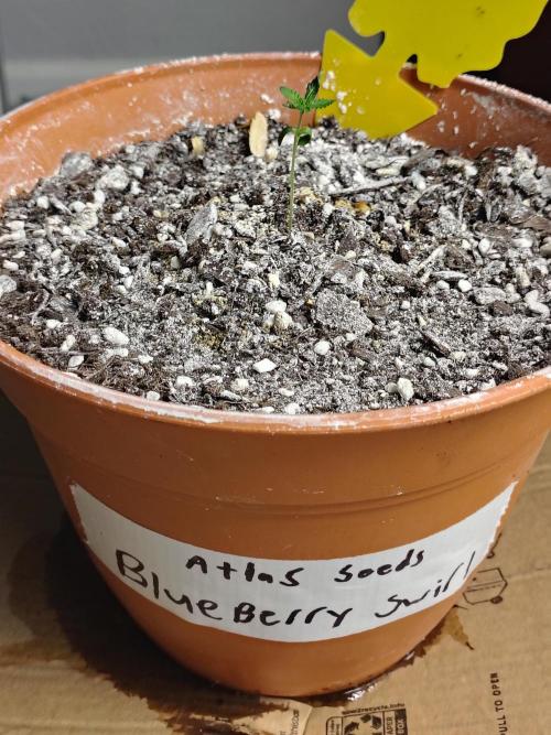 Blueberry Swirl. Week 2