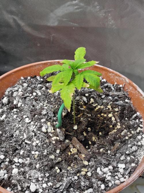 Alien Moonrocks. Week 3