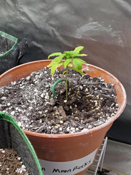 Alien Moonrocks. Week 3