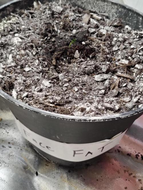 Face Fat (Run #2). Week 1