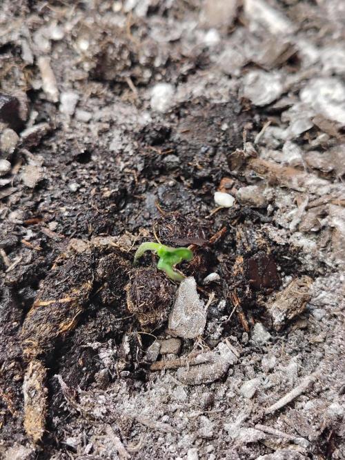 Face Fat (Run #2). Week 1