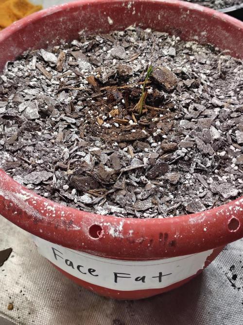 Face Fat (Run #2). Week 1