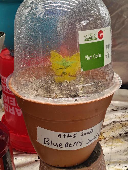 Blueberry Swirl. Week 3