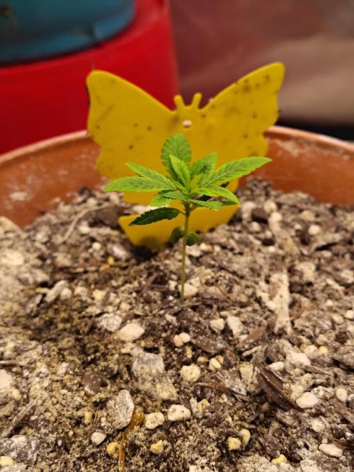 Blueberry Swirl. Week 3