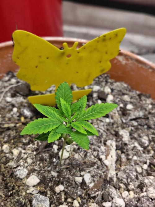 Blueberry Swirl. Week 3