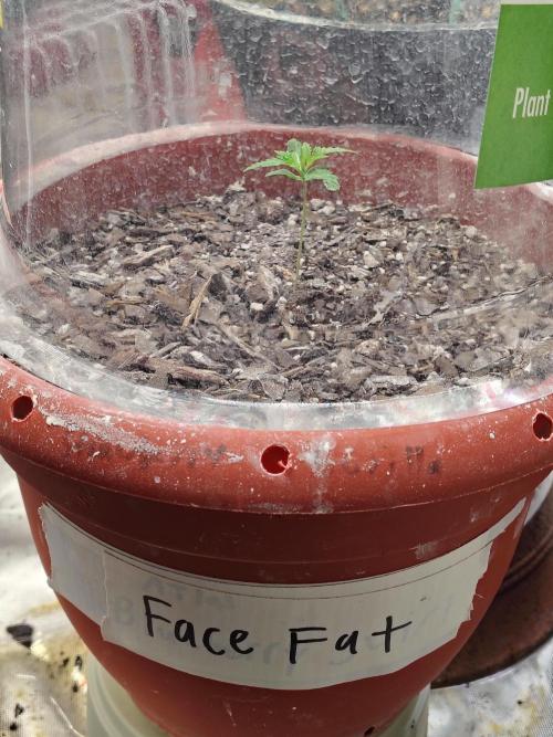 Face Fat (Run #2). Week 1