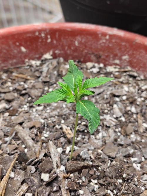 Face Fat (Run #2). Week 1