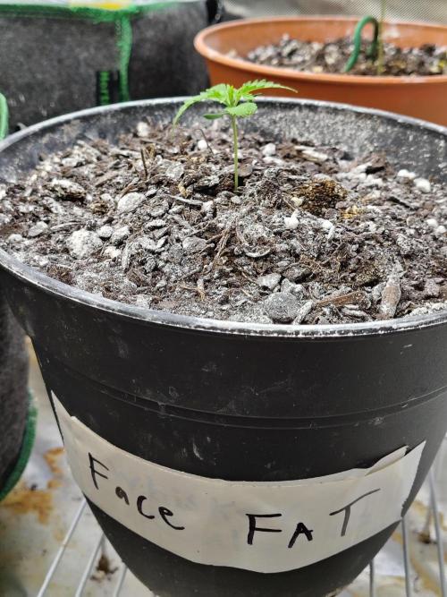 Face Fat (Run #2). Week 1